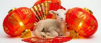 Cute lamb surrounded by red and gold lanterns and traditional decorations for lunar new year celebrations.