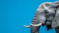 Gray elephant head profile against vibrant blue background, showing detailed skin texture, wrinkles, and ivory tusks in dramatic close-up composition.