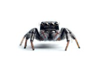 Jumping spider macro photography on white background shows detailed view of arachnid eyes and hairy legs, isolated specimen for nature and wildlife projects.