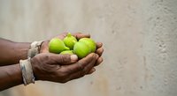 Hands holding fresh green limes and red apples, showcasing organic produce for agriculture, farming, harvest, and food marketing campaigns.