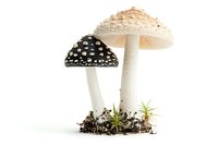Two contrasting mushrooms, one white and one black with white spots, growing from soil with moss, isolated on white background for nature and botanical designs.