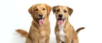 Two happy mixed breed dogs sitting together with tongues out on white background, isolated pet portrait for design and advertising use.
