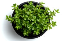 Fresh green thyme plant growing in black pot viewed from above on white background, isolated herb for cooking and gardening concepts.