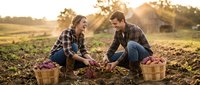Young farmers harvesting fresh vegetables in field during golden hour sunset, organic agriculture and sustainable farming lifestyle.