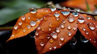 Raindrops on orange autumn leaves create natural lens effect, with water beads reflecting light against dark background. Macro photography captures seasonal change.