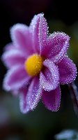 Pink flower petals covered in morning dew drops against dark background, macro photography showing delicate water beads and yellow center detail.