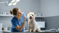 Veterinarian in blue scrubs examining white terrier dog in clinical setting with overhead surgical light and medical supplies on shelves.