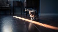 Tabby cat walking across wooden floor in sunlight streaming through window indoors.
