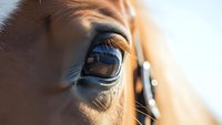 Close-up of brown horse eye with long eyelashes in warm sunlight showing gentle expression and natural beauty for equestrian and animal photography.