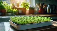 Fresh microgreens growing in tray on kitchen windowsill with natural sunlight, potted herbs in background. Healthy organic home gardening concept.