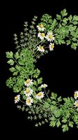 Herb and chamomile wreath with parsley and thyme, isolated on transparent background, ready for stickers, t-shirt design, and print on demand.