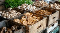 Fresh assorted mushrooms in wooden crates at farmers market, including white button, shiitake and oyster varieties arranged in rustic display.