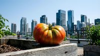 Ripe red tomato on wooden surface with urban skyline and skyscrapers in background, rooftop garden setting for agriculture and city farming concepts.