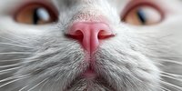 Close-up macro shot of white cat nose and whiskers showing detailed pink skin texture and facial features for pet care veterinary content.