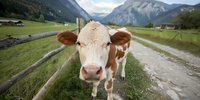 Brown and white spotted cow looking directly at camera on mountain path with Alpine peaks and meadows in background, close-up portrait showing curious expression.