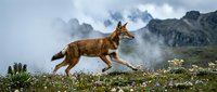 Wild fox running through alpine meadow with wildflowers against dramatic mountain landscape and cloudy sky in natural wilderness habitat.