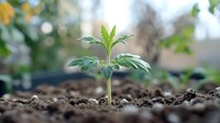 Young green seedling emerging from rich dark soil in garden with blurred natural background. New life growth concept for agriculture and environmental projects.