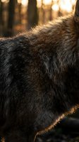 Close-up of wolf fur texture with golden sunlight illuminating thick winter coat in forest setting for wildlife and nature photography projects.