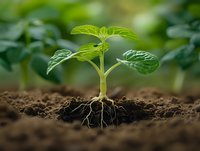 Young green seedling growing from fertile soil with visible root system and fresh leaves against blurred natural background. Represents growth and new beginnings.