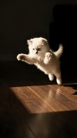 Playful white kitten with green eyes pouncing on wooden floor in dramatic sunlight, capturing dynamic motion and feline energy for pet and lifestyle content.