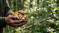 Hands holding freshly harvested mushrooms in forest setting, ideal for agriculture, farming, organic food, and nature-based content.