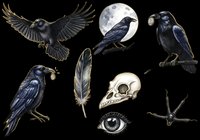 Raven crow bird isolated on transparent background, ready for t-shirt design, clipart, stickers, sublimation and print-on-demand products. Includes skull, feather, eye and claw elements.
