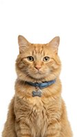 Ginger tabby cat wearing blue collar with name tag isolated on white background, suitable for pet care, veterinary, and animal-related design projects.