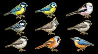 Colorful songbirds collection featuring blue tits, great tits, and finches isolated on transparent background. Ready for clipart, t-shirt design, stickers, print-on-demand products, and sublimation projects.
