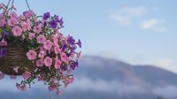 Hanging basket with pink and purple petunias blooming against blurred mountain landscape and soft blue sky with white clouds for garden decoration.