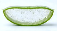 Fresh aloe vera leaf slice showing translucent gel with water droplets on white background for natural skincare and wellness concepts.