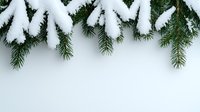 Snow covered evergreen pine branches against white background, creating natural winter border frame at top of composition for seasonal holiday designs.