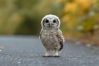Young spotted owlet standing on asphalt ground with blurred autumn background, direct gaze at camera, fluffy feathers and large eyes create endearing wildlife portrait.