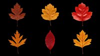 Six colorful autumn leaves in red, orange, and yellow tones, isolated on transparent background. Ready for clipart, stickers, t-shirt design, and print on demand.