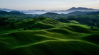 Rolling green hills with morning mist in valley, dramatic aerial view of agricultural landscape showing curved patterns of cultivated fields at sunrise.