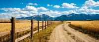 Rural dirt road through golden wheat field with wooden fence leading to majestic mountain range under dramatic blue sky with white clouds in countryside landscape.