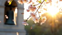Delicate cherry blossoms backlit by golden sunset light, with soft bokeh effect and blurred architectural element in background creating dreamy spring atmosphere.