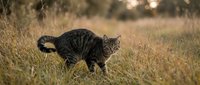 Striped tabby cat walking through tall golden grass in a sunlit meadow, alert and focused, capturing wild feline grace in nature.