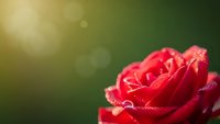 Red rose with water droplets on petals against soft green bokeh background with golden sunlight creating romantic floral composition for Valentine's Day.