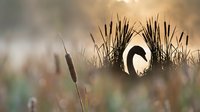 Elegant white swan silhouette nestled among tall marsh grasses during golden hour sunrise, creating serene wetland wildlife scene for nature photography.