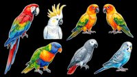 Colorful parrot collection featuring macaws, cockatoos, and budgies isolated on transparent background. Ready for t-shirt designs, clipart, stickers, print-on-demand products, and sublimation projects.
