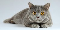Gray British shorthair cat with bright amber eyes lying on white background, perfect for pet care advertisements or animal portraiture.