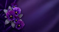 Purple pansy flowers with green leaves on dark violet background with copy space for text and design projects.
