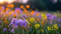 Purple and yellow wildflowers blooming in meadow during golden hour sunset with soft bokeh background creating dreamy natural landscape scene.