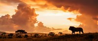 African lion silhouette walking across savanna grassland during golden sunset with dramatic clouds and acacia trees creating stunning wildlife landscape.