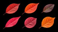 Six vibrant autumn leaves in red, orange, and burgundy tones, isolated on transparent background. Ready for stickers, t-shirt design, sublimation, and print on demand.