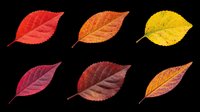 Six vibrant autumn leaves in red, orange, yellow, and burgundy tones, isolated on transparent background, ready for stickers, clipart, t-shirt design, and print on demand.