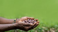 Farmer's hands holding seeds over green field background, agricultural planting and crop cultivation concept for farming industry.