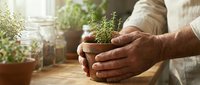 Senior man holding small potted herb plant in sunny indoor garden space with natural light streaming through window creating peaceful gardening moment.