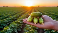 Fresh cucumbers in farmer hand at sunset over agricultural field rows for organic farming and healthy vegetable harvest concept.