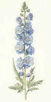 Delicate watercolor delphinium stem with light blue flowers and sage green leaves on cream background, botanical art style illustration for nature prints.